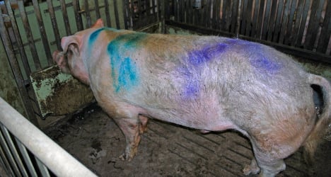 Lucerne vandals break into barn and spray-paint pig