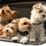 Yorkshire Terrier named France’s ‘most lost dog’