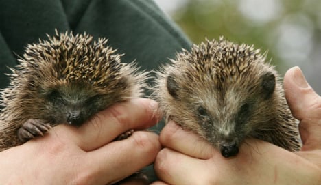 Prickly Bavarian calls out cops on hedgehogs' noisy sex