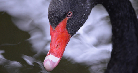 ‘Nelson’ the black swan causes furore on Lake Geneva