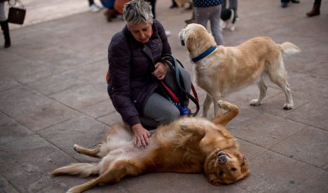 More than 130,000 dogs and cats rescued in Spain in 2015