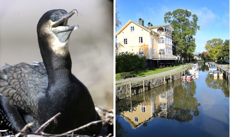 Pooping birds plague Swedish tourist town