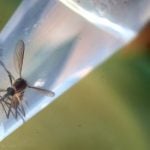 First sexually transmitted Zika case registered in Spain