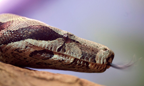 Slithery snake surprise rattles Swedish police