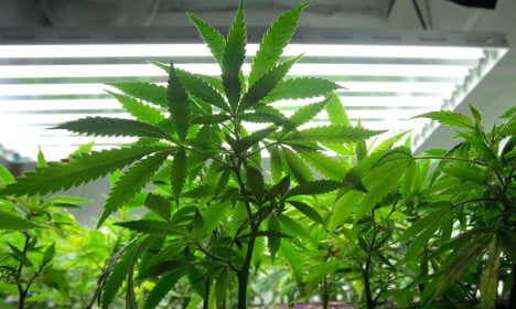 Swedish cannabis cultivation hits a high