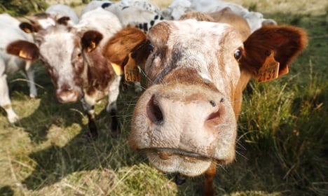 Lidl's cows are going on a GM-free diet