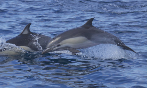 Rare dolphin follows Oslofjord boat for four hours