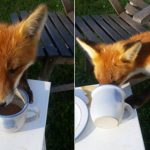Swede’s surprise fika thief: this very cheeky little fox