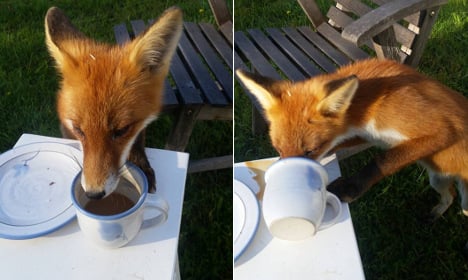 Swede's surprise fika thief: this very cheeky little fox