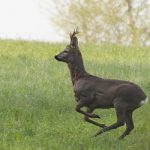 Aggressive deer put down after attacking four in Geneva