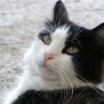 Over 50 cats go missing in Austrian town