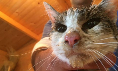 Cat pulled alive from Italy's quake rubble after five days