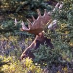 Really hungry elk wreak havoc in Swedish forests