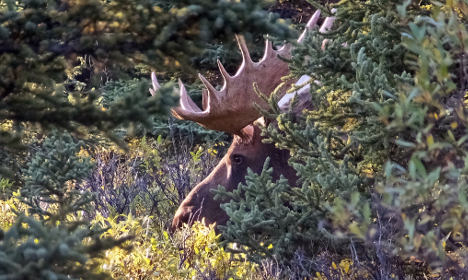 Really hungry elk wreak havoc in Swedish forests