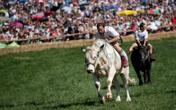 Racing bull: Bavarian farmers ride oxen to finishing line