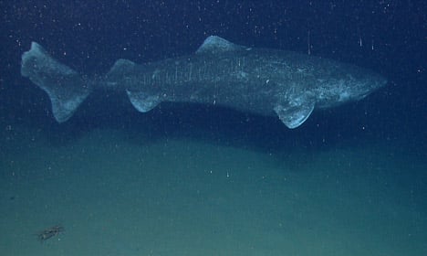 Greenland sharks may live 400 years, Danish researchers say