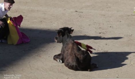 Shocking video shows torture of young calf during fiesta