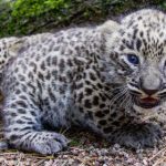 One of Sweden’s rare Persian leopard cubs escapes its pen