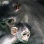 Cheeky monkey! Endangered Mangabey born in Barcelona