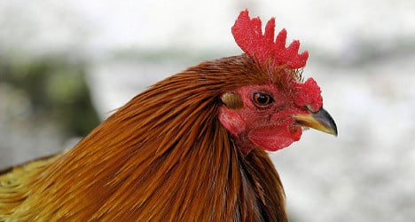 Court sides with chickens in dispute over noisy henhouse