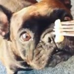 Dog tries Swedish fermented herring for the first time