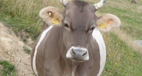 Cow destroyed for attacking Davos hiker