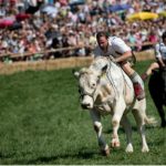 Germans race bulls too, but with a difference