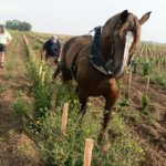 French vineyards revive horse-drawn ploughs