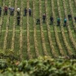 Grape thieves pilfer what’s left of Burgundy wine harvests