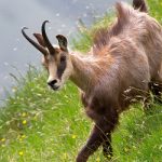 Swiss hunting season claims human lives