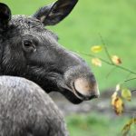 Furious elk mum attacks Swede, breaks his arm