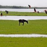 Spain’s Doñana wetlands going dry, WWF warns