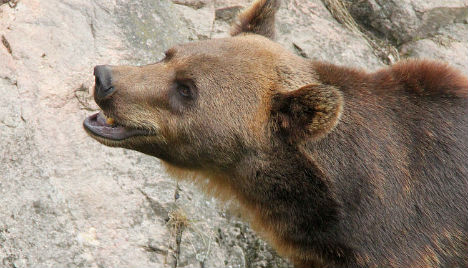 Young man climbs into bear enclosure at Swedish zoo