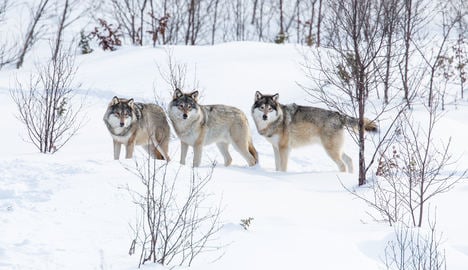 Norway accused of 'mass slaughter' of wolves
