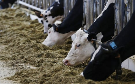 French cows die after eating all winter stock in one night