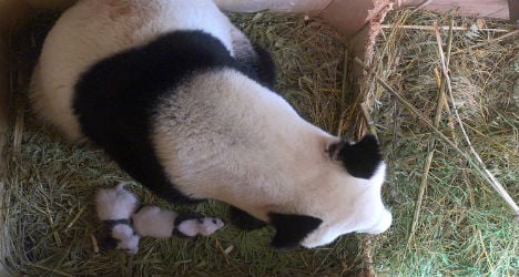 Vienna zoo's panda twins are male and female
