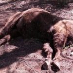 Bison found decapitated on Valencia nature reserve