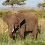 Italian tourist trampled to death by elephant