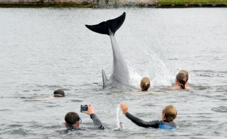 'Lonely' dolphin befriends local children in Baltic Sea