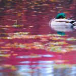 A duck floating among leaves in Bayreuth, Bavaria.Photo: DPA