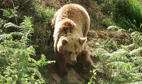 Protected brown bear found shot dead in northern Spain