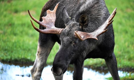 Horny elk hold up Swedish hunt