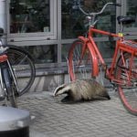 Stockholmers hunt killer badger after hipster cat attack