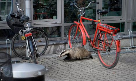 Stockholmers hunt killer badger after hipster cat attack