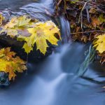 Leaves fall into a stream in Brandenburg.Photo: DPA