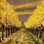 Vineyards near Stuttgart change colour in Baden-Württemberg.Photo: DPA