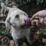 Hunting gastronomic gold in Italy’s truffle country