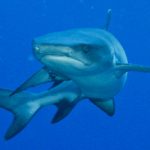 Swiss politician slammed for scoffing protected shark