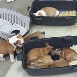 Austrian police rescue 47 puppies from animal smuggler