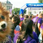 Thousands run with dogs in Madrid to fight against cruelty